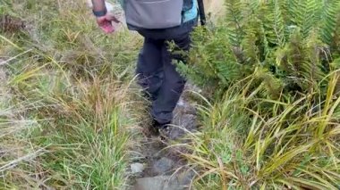 Queenstown, Yeni Zelanda 'da çim ve eğreltiotlarıyla çevrili yeşil bir patikada yürüyen bir insan. Doğal ışıklandırma huzurlu atmosferi güçlendirir.