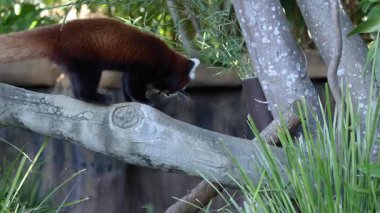 Avustralya Hayvanat Bahçesi 'ndeki ağaç dalında gezinen kırmızı panda.