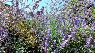 Sinekkuşu canlı mor çiçekler arasında uçar.