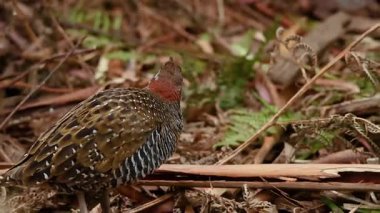 Yapraklar ve ağaçlar arasında durmakta olan bir kuş...