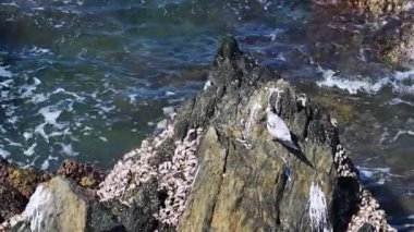 Mercan Denizi 'nin kıyısındaki kaya midyesi kaplı bir kayanın üzerinde parlak gün ışığında daha büyük bir ibikli uzanır.