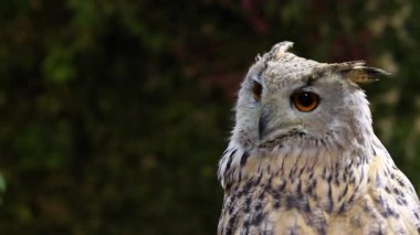 Bir baykuşun çeşitli kafa ve yüz ifadeleri