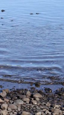 Sakin su, berrak gün ışığında kayalık bir kıyıya doğru yavaşça dalgalanarak sakin ve huzurlu bir atmosfer yaratır.