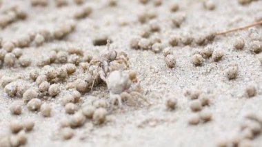 Kumsalda hayalet bir yengeç dolaşıyor.