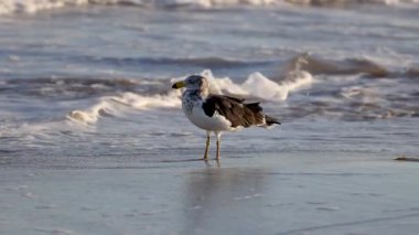 Büyük siyah sırtlı martı kumlu bir sahil boyunca yürüyor. Arka planda yumuşak okyanus dalgaları, doğal ışık altında.