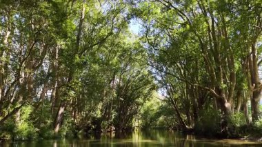 Bellingen, NSW 'deki yoğun, güneşli bir ormanın içinden geçen sakin bir nehir. Canlı yeşillik ve yumuşak su yansımaları barışçıl bir atmosfer yaratır.