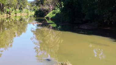 NSW, Uki 'deki sık bir ormanın içinden sakin bir dere akar. Güneş ışığı ağaçların arasından süzülür, suda yansımalar yaratır.