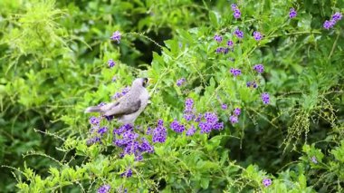 Canlı mor çiçeklerin arasında tünemiş bir kuş