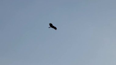 Bir şahin zarif bir şekilde gökyüzünde süzülür.