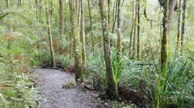 Bereketli yağmur ormanlarında huzurlu bir yürüyüş