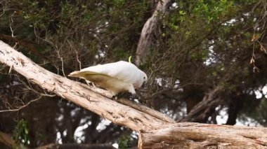 Kakadu hareket ediyor ve ağaç dalında gözlem yapıyor
