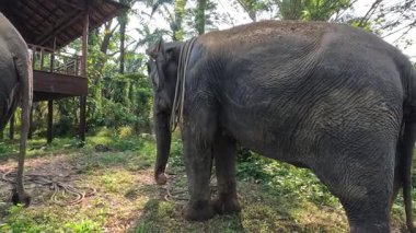 Sakin bir fil doğada bir idareciyle yürür..