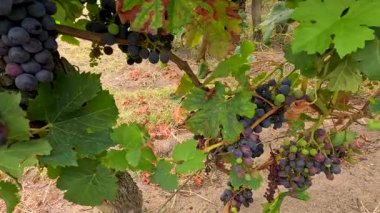 Bordeaux, Fransa 'da olgun üzümlerle dolu yemyeşil üzüm bağları