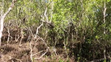 Hayvan hareketleri doğal ortamlarda yakalanır.