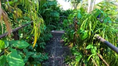 İnsanoğlu bereketli bir orman köprüsü yolunu keşfeder.