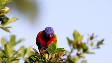 Renkli lori yapraklı bir dala tünemiş.