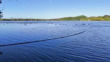 İnsansız hava aracı, berrak gökyüzünün altında sakin bir nehirde istiridye yatakları yakalıyor. Doğal güzellik ve su kültürünü ön plana çıkarıyor.
