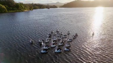 Gün batımında sakin bir nehirde toplanan pelikanların hava manzarası dingin doğal güzellikleri ve sakin suları gözler önüne seriyor.