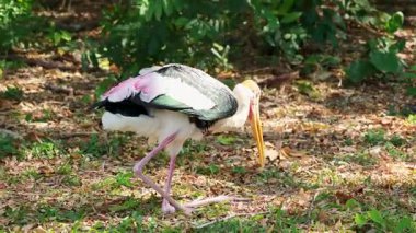 Chonburi 'de boyalı leylek arama ve yağlama.
