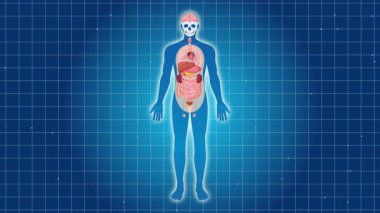 İnsan sindirim sistemini gösteren animasyon mideye yakınlaşıyor. Mavi ızgara arkaplan, anatomik ayrıntılar ve pürüzsüz geçişler
