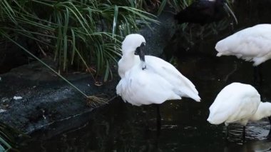Kaşık faturaları doğal su ortamında etkileşim halindedir.