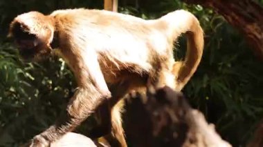 Maymun hayvanat bahçesini keşfediyor ve dinleniyor.