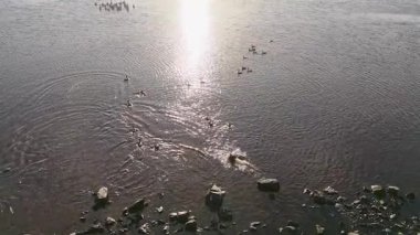 Hava görüntülerinde günbatımında sakin bir nehrin üzerinde uçan pelikanlar görülüyor. Huzurlu su yansımaları ve doğal güzellikler vurgulanıyor.