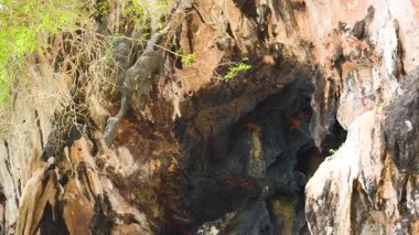 Ziyaretçiler Tayland 'daki ünlü mağarayı keşfediyorlar.