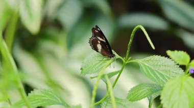Yağmur ormanı ortamında canlı yeşil yapraklar arasında zarif bir şekilde çırpınan iki kelebek, gün ışığında pürüzsüz kamera hareketiyle yakalanır.