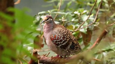 Bir dala tünemiş Bronzewing kuşu
