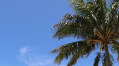 Açık mavi gökyüzüne karşı tropikal palmiye ağacı