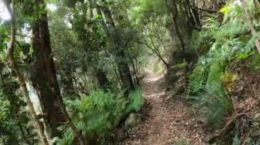 Bereketli orman yollarında huzurlu bir yürüyüş