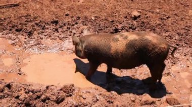 Domuz çamurlu su birikintisinde mutlu debeleniyor.