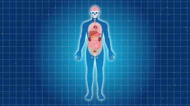 İnsan böbreklerini vurgulayan anatomik animasyon, ayrıntılı organ görselleştirmesi ve mavi şebeke arka planında pürüzsüz geçişler içeriyor