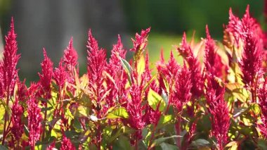 Rüzgarda sallanan canlı celosia çiçekleri.