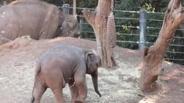 Ağaç ve çitin yanında yürüyen genç bir fil