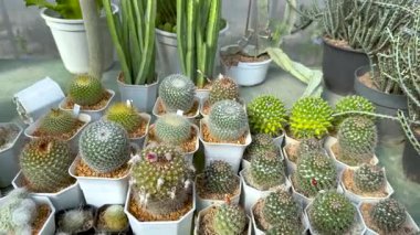 Sera ortamında çeşitli kaktüsler sergileniyor