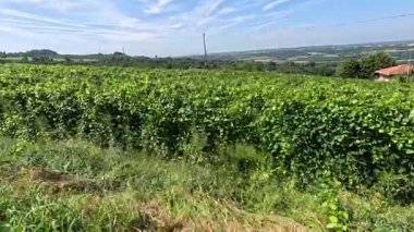 Piedmont, İtalya manzaralı üzüm bağları