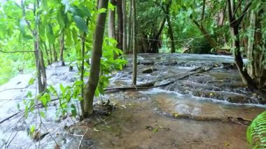 Su, tropikal bir ormanda yavaşça akar.