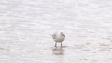 İki kırmızı gagalı martı, Avustralya 'daki Great Ocean Road boyunca yumuşak ışık altında kumlu bir sahilde yürüyüp etkileşime geçer.
