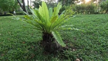 Sakin bir park ortamında eğreltiotunun zaman atlaması