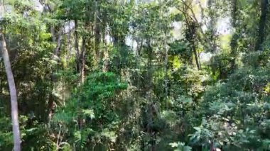 Yeşillik yağmur ormanlarının hava keşfi