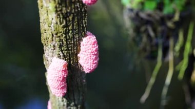 Ağaç gövdesine bağlı pembe salyangoz yumurtaları.