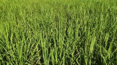 Hava görüntüleri parlak güneş ışığı altında canlı bir yeşil şeker kamışı tarlası yakalıyor. Yoğun büyüme ve doğal güzelliği gösteriyor.