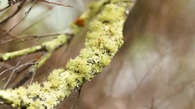 Dallar üzerinde Usnea barbata liken yakın çekim, yumuşak ışıklandırma ve sığ alan derinliği ile yakalandı