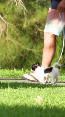 Bir adam, yemyeşil ve parlak ışıklarla çevrili güneşli bir parkta tasmalı küçük bir köpeği gezdirir.