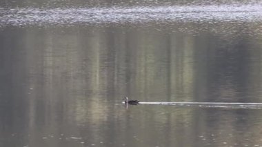 Bir ördek sakin bir göl boyunca sorunsuzca hareket eder.