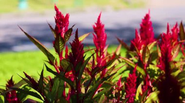 Güneşli bir parkta canlı kırmızı celosia çiçekleri