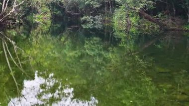 Avustralya 'nın Port Douglas kentindeki yemyeşil yemyeşil ile çevrili bir yağmur ormanının sakin ve yansıtıcı sularını görüntüler.