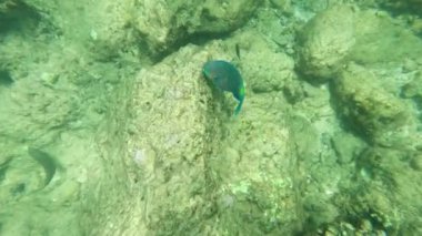 Bir papağan balığı Yanui Sahili, Phuket, Tayland açıklarındaki berrak, güneşli sularda canlı mercan resiflerinde yüzer.